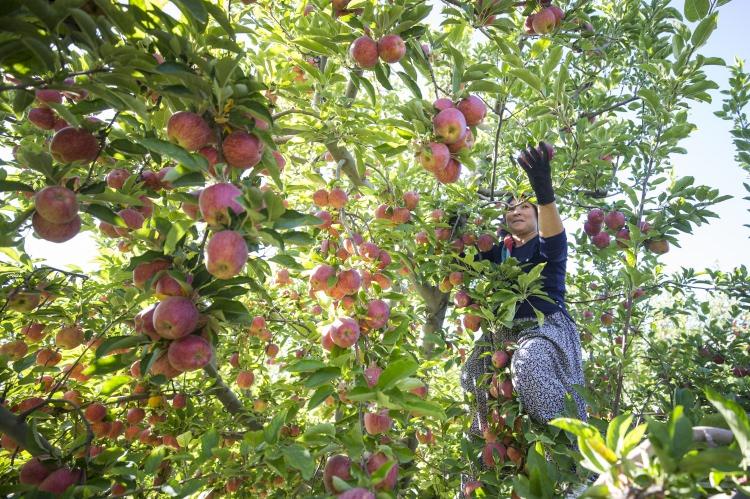 <p>Kendine has aromasıyla piyasada aranır hale gelen Yahyalı elması, bu özelliği dolayısıyla henüz dalındayken alıcı buluyor. Yaklaşık 30 bin dekarlık alanda 15 çeşit elma üretimi yapılan Yahyalı, üretimde Türkiye'nin ilk 5 merkezi arasında yer alıyor. Üretim tecrübesi yanında modern ve özel tarım tekniklerinin kullanıldığı ilçede, mevsimin de etkisiyle son 10 yılda en verimli sezonu yaşanıyor.</p>
