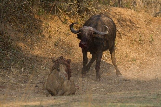 <p>Zambia'nın Güney Luangwa Ulusal Park'ında yaşananlar herkesi hayrete düşürdü. 6 yaşındaki aç erkek aslan, dişi bir bufaloya saldırdı. </p>

<p> </p>
