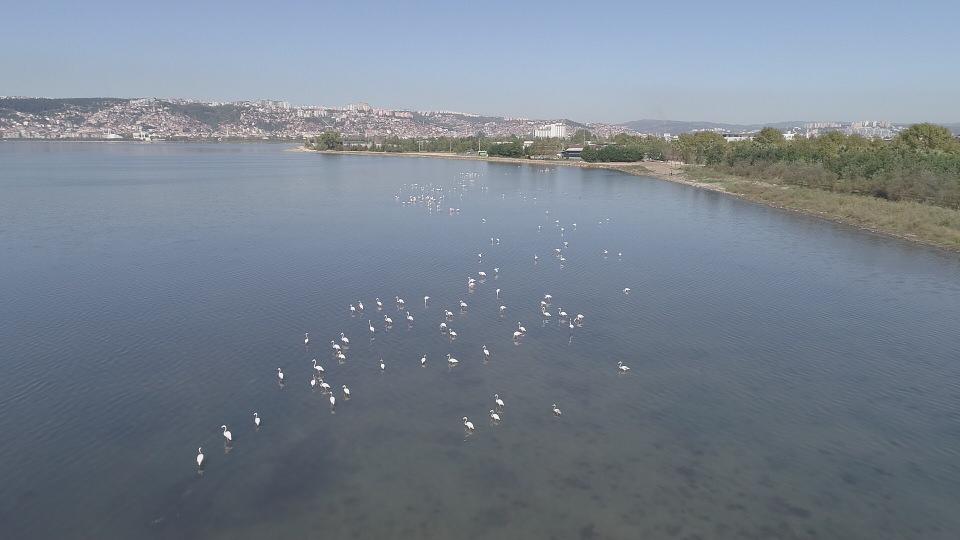 <p>Kocaeli Büyükşehir Belediyesi tarafından İzmit ile Başiskele ilçeleri arasında bulunan İzmit Körfezi’nin doğu sahilinde kuşlara ayrılan sulak alan, flamingolara ev sahipliği yapıyor. </p>

<p> </p>
