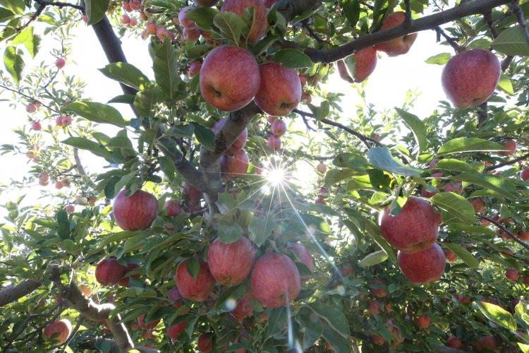 <p>Yahyalı Ziraat Odası Başkanı Hüseyin Genç, AA muhabirine yaptığı açıklamada, ilçede mevsimin de iyi gitmesiyle verimli bir hasat dönemi geçirdiklerini söyledi. Yaklaşık 30 bin dönüm alanda elma üretimi yapıldığını hatırlatan Genç, şöyle devam etti:</p>
