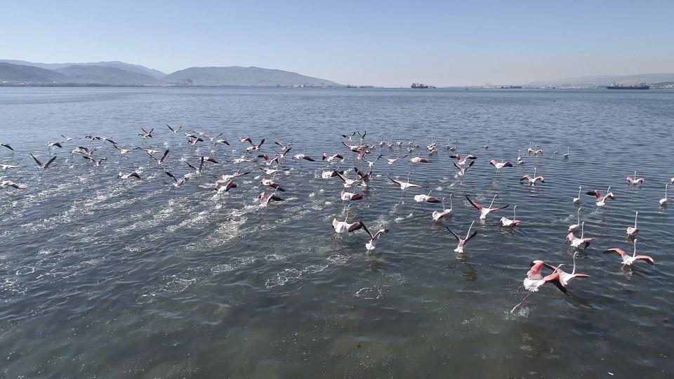 <p>Su kuşlarının uğrak yeri haline gelen İzmit Körfezi’ne akın eden yüzlerce flamingo renkli görüntüler oluşturdu.</p>
