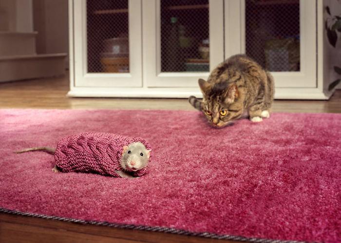 <p>Buddy ve Taboushka, 2018</p>

