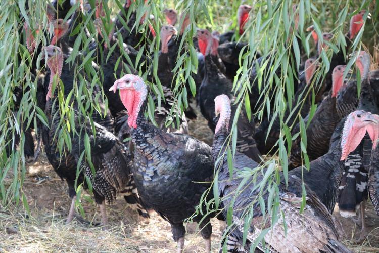 <p>Hindilerin gündüz açık alanda gezdiğini, akşam ise kapalı bölüme alındığını anlatan Yıldız, doğal şekilde yetiştirildiği için lezzetli olan hindilerine talebin yüksek olduğunu kaydetti.  </p>
