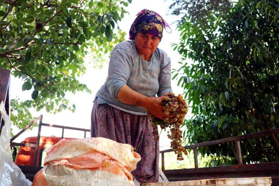 <p>Havva Yetim de hasadın sonunda kendileri için ayırdıkları üzümleri "bulama" ve pekmez yapımında kullandıklarını belirtti.</p>
<p> </p>