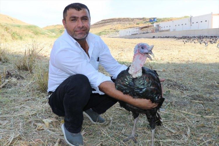 <p>Yıldız, "Hindileri doğal köy ortamında yetiştiriyoruz, lezzeti de buradan geliyor. Hayvanlarım burada doğayla iç içe büyüyor." dedi.  </p>
