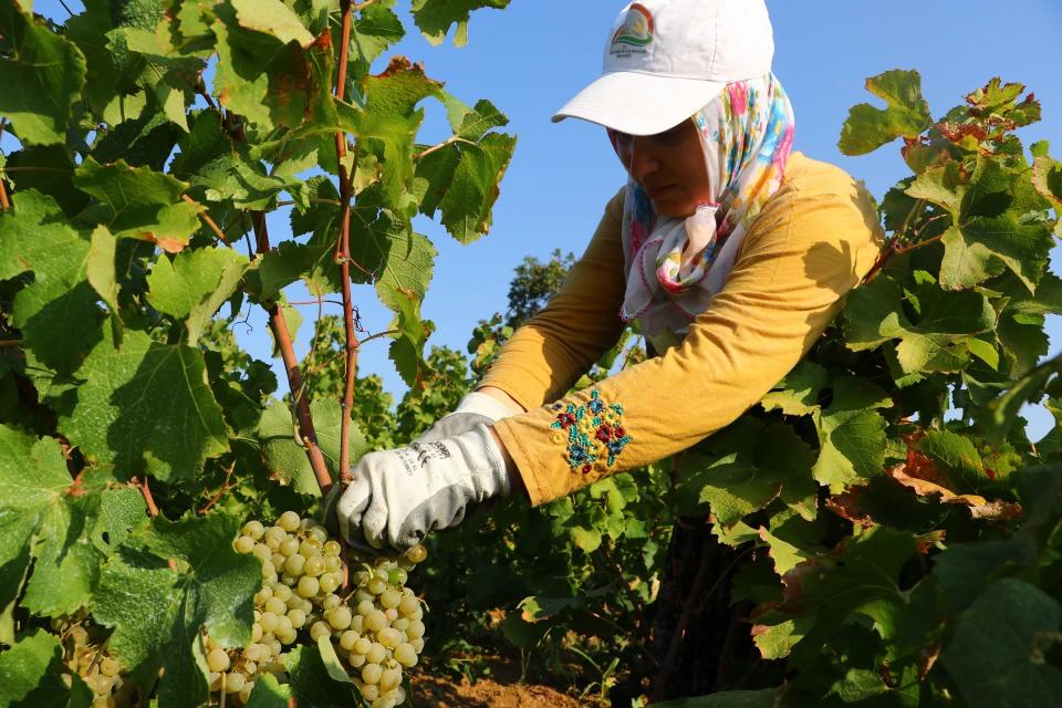 <p><strong> Gün boyu kazanlar kaynıyor</strong></p>
<p>Karadeniz Mahallesi'nde yaşayan Gönül İncehasan Ayan, katı pekmez "bulama"nın Trakya'da en çok tercih edilen kahvaltılık ürünler arasında bulunduğunu ifade etti.</p>