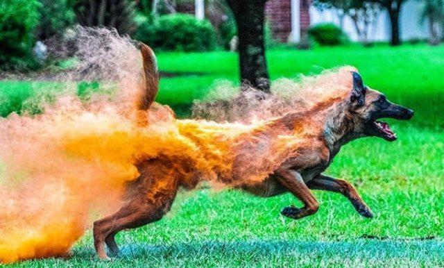 <p>Köpek holi tozu ile kaplı, yanıyormuş gibi görünüyor.</p>

<p> </p>
