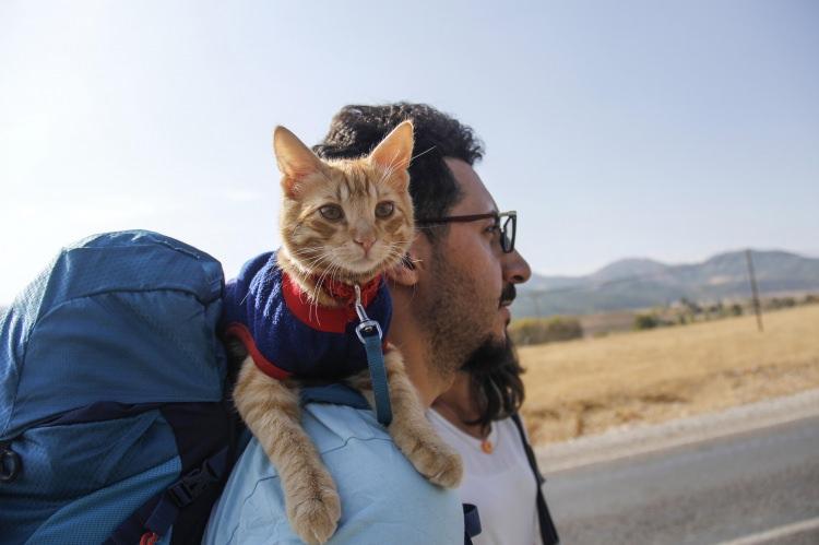 <p>Kediyi bulunduğu yerden alarak bakımını üstlenen Mutlu ve Mace, "Azman" adını verdikleri kediyi bir süre sonra zaman zaman bisiklet veya otostopla yaptıkları kısa mesafeli yolculuklara çıkardı.</p>

<p> </p>
