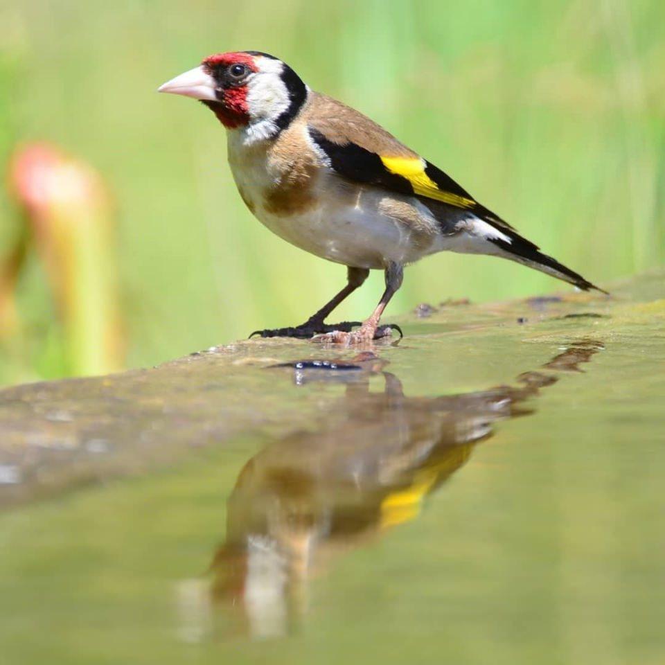 <p>Bilecik Doğa ve Yaban Hayatı Grubu &uuml;yesi Mevl&uuml;t İkiz, 5 yıl &ouml;nce bir merakla başladığı doğa kuşu fotoğraf&ccedil;ılığında 200'e yakın kuş t&uuml;r&uuml; fotoğrafladı.&nbsp;</p>

<p>&nbsp;</p>
