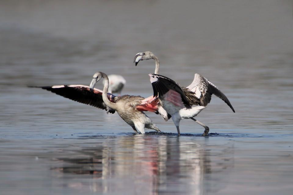 <p>İri g&ouml;vdeleri, zarif boyunları ve uzun bacaklarıyla Van G&ouml;l&uuml;'n&uuml;n maviliklerinde eşsiz g&ouml;rsel ş&ouml;len sunan flamingolar, b&ouml;lgede turizmin gelişmesine de katkı sağlıyor.</p>

<p>&nbsp;</p>
