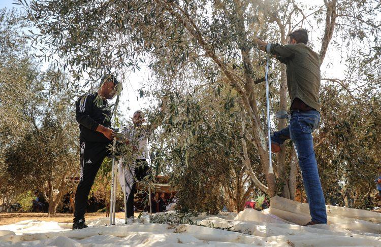 <p>Derneğin daha önce de gösterilerde yaralananlara psikososyal destek sağlama çerçevesinde pek çok etkinlik düzenlediğini aktaran Kışta, zeytin toplama etkinliğinin de bunlardan biri olduğunu kaydetti.</p>
