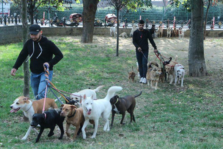 <p>Köpek edinmek, onları beslemek kolay olsa da sorumlulukları büyük. Köpeklerin dışarıda vakit geçirmeleri, yürüyerek, koşup oynayarak enerji harcamaları şart. Özellikle şehir hayatı yaşayan ve yoğun iş temposuna sahip evcil köpek sahiplerinin imdadına ise köpek gezdiricileri yetişiyor. Köpek gezdiricileri günde 1-2 saat köpekleri gezdiriyor, bakımlarını yapıyor ve oyunlar oynuyor.</p>
