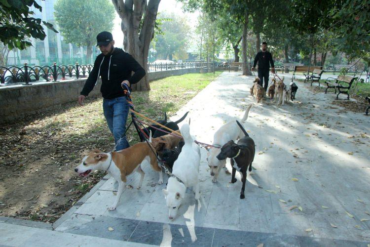 <p>İlk başlarda zor oluyordu. Çok fazla yürümek zorundasınız. Köpek dolaştırmanın mantığı köpeğin enerjisini attırmak. Köpek arkadaşımı alıyorum, 1-2 saat gezdiriyorum, tabii siz de yürüyorsunuz. O yorulunca sizde yoruluyorsunuz. Ancak şu an 100’e yakın müşterim var” dedi.</p>