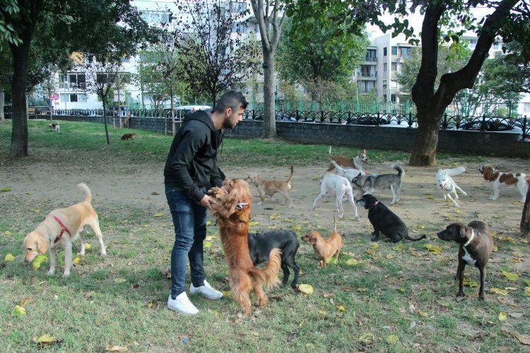 <p>Pek çok insanın köpekleri sadece sevmek için aldığını, bakımlarını yapamayınca köpek gezdiricilerine başvurduğunu belirten Karavılkov, “Günümüz şehir hayatında insanlar biraz daha yalnızlaşmaya başladılar.</p>
<p> </p>
