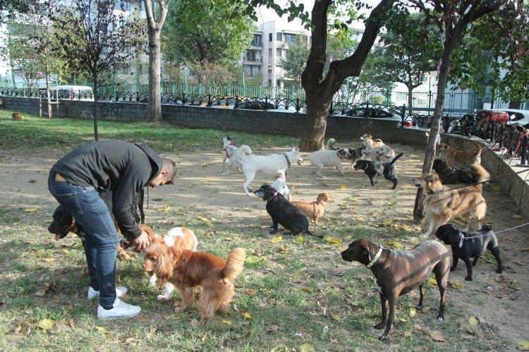 <p>Köpek gezdiriciliğinin kolay bir meslek olmadığını ifade eden Karavılkov, “Bazen 6-7 saat kadar yürüyorum. Başlarda 10 saat yürüyordum, ancak bu çok yoran bir şey. Bu meslekte kendinize iyi bakmanız lazım. Çok çabuk hasta olunabiliyor, hava her zaman güzel olmuyor, yağmurlu ve soğuk havalarda sabah erkenden uyanmanız gerekiyor. Köpekleri enerjilerine göre gezdiriyorum. Birisi çok enerjiktir, birisi agresiftir, bunları dengelemek lazım. İlk etapta güvenlik çok önemli. Tasmayı tutuş şekliniz, nasıl iletişime girdiğiniz, köpek beden dili hakkında ne bildiğin ve ne kadar tanıdığınız çok önemli çünkü her an her şey olabilir. Şehirdeyiz araba çıkar, bir şey düşer bunlar olan şeyler dikkatli olmak lazım” diye konuştu.</p>
