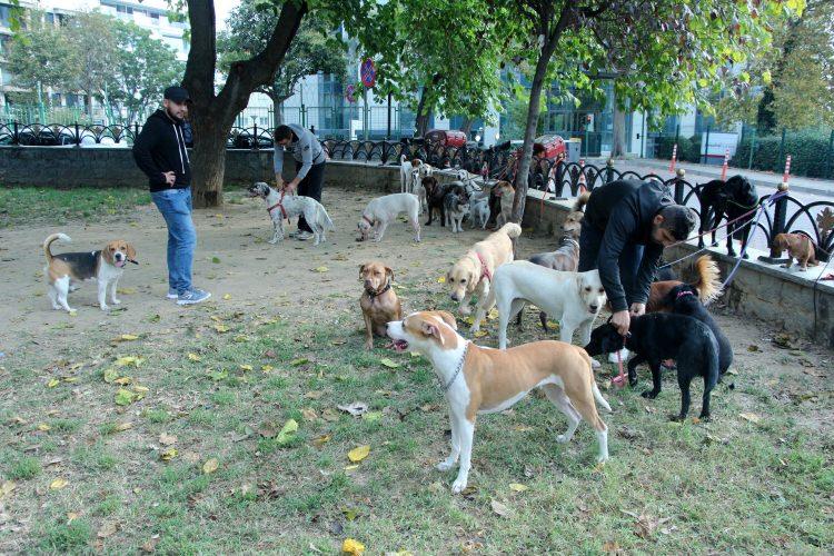 <p>Öte yandan bir meslek halini alan köpek gezdiriciliği, önemli bir gelir kapısı oldu. Köpeği seven her insanın bu işi rahatlıkla yapabileceğini belirten köpek gezdiricisi Hikmet Kaya, “Köpekleri gezdirmekte herhangi bir zorluk yaşamıyorum. Zaten hepsi bize alışık o yüzden zorluk yaşamıyorum. Köpekleri sabahları bir de akşamları getiriyoruz. Köpekleri gezdiriyoruz eğlendiriyoruz. Belirli bir ücretimiz yok kafamıza göre fiyat alıyoruz. Çalışma şartlarımıza göre aylık 5-6 bin lira kazanıyoruz. Bunun dışında başka bir iş yapmıyoruz. Sadece köpekleri gezdiriyoruz. Köpekleri sabah 2 saat akşam da 2 saat olmak üzere 4 saat çalışıyoruz. İnsanlar hayvanlarla pek ilgilenemiyor. Biz de bu görevi yerine getirmeye çalışıyoruz” dedi.</p>