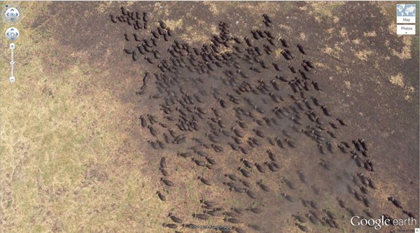 <p>4. Muazzam bir bizon sürüsü (4°17’21.49″ S 31°23’46.46″ E) Kigosi Game Reserve, Tanzania</p>
