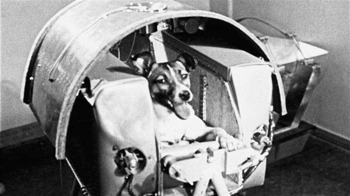 <p>Fırlatmadan birkaç saat sonra hayatını kaybetse de Laika’nın yaptığı yolculuk, canlı bir yolcunun uzay mekiğinden sağ çıkabileceğini ve yerçekimsiz ortama dayanabileceğini gösterdi.</p>
