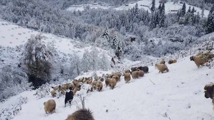 <p>Ordu'da dün gece yüksek kesimlere yağan kar, yaylaları beyaza bürüdü. Çobanlar da büyük ve küçükbaş hayvanları ile yaylalardan dönüşe geçti. </p>

<p> </p>
