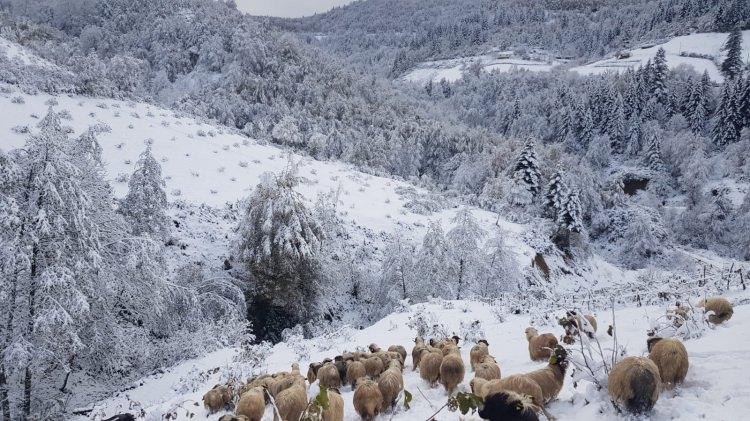 <p>Karadeniz Bölgesi'nin yüksek kesimleride kar yağışı etkili oldu. </p>

<p> </p>
