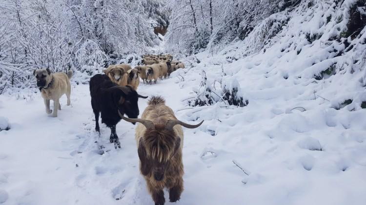 <p>Ordu ve Giresun'un yüksek rakımlı yaylaları, dün gece yağan karla beyaza büründü.</p>
