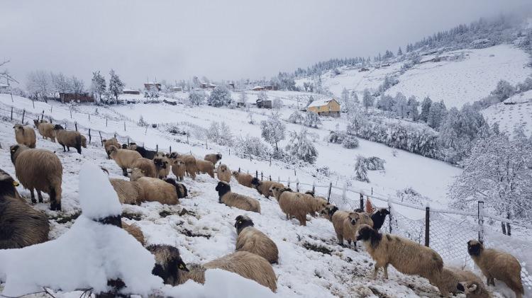 <p> Yaylalarda olan çobanlar da kar sürpriziyle karşılaştı. </p>
