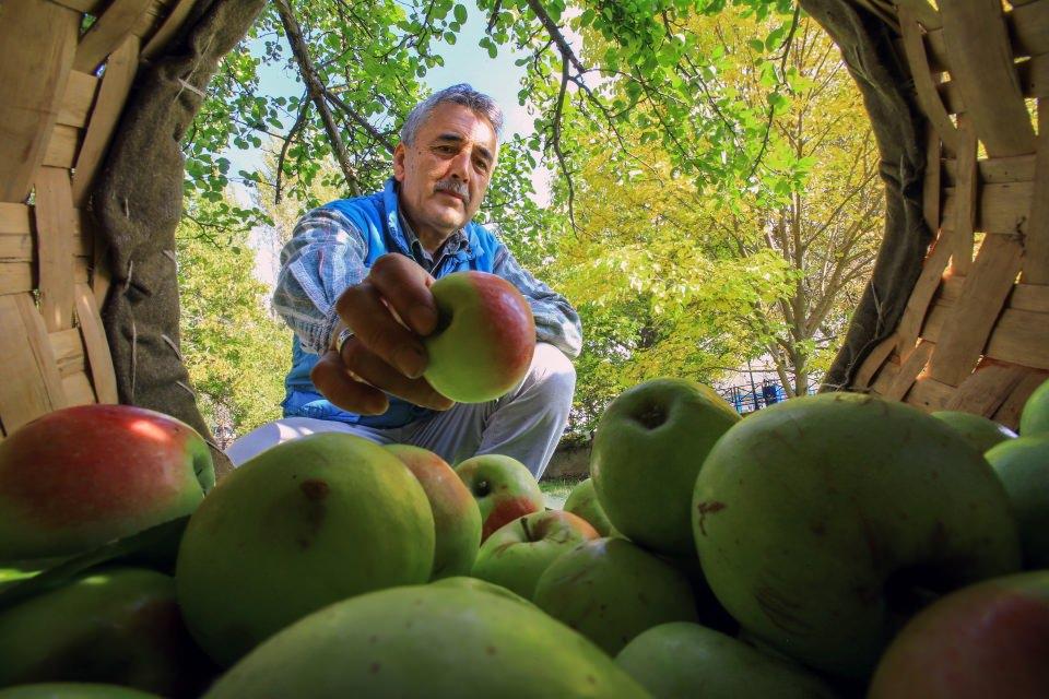 <p>Türkiye’de sadece Gümüşhane’de yetişen ‘Göbek Elması'nda hasat mevsimi başladı. Şeker hastalarının yiyebildiği yegane elmalardan birisi olan Göbek Elması, Gümüşhane’de ki 24 yerel elma çeşidinden sadece birisi.</p>
