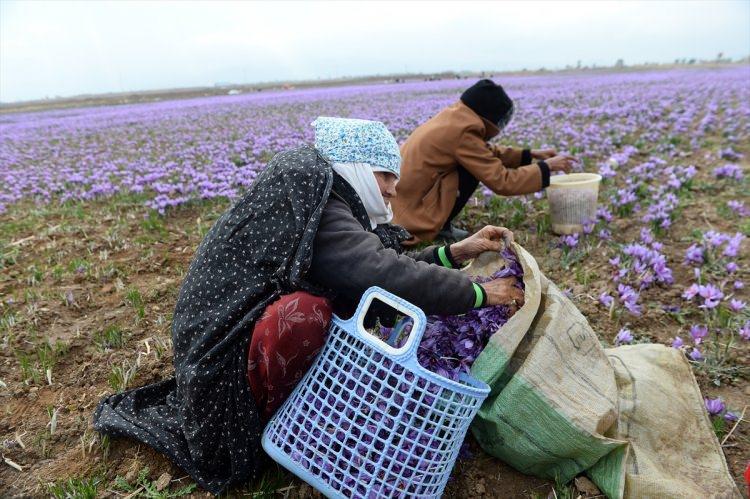 <p>Türbet Haydariye Kaymakamı Ali Rüstemi, Meşhed'e 145 kilometre uzaklıkta bulunan 3 bin 700 kilometrekare yüz ölçüme ve 230 bin nüfusa sahip ilçenin, 132 köy ile İran'ın safran üretiminin büyük bölümünü karşıladığını ve bölgedeki 50 bin hektarlık alanda yılda yaklaşık 120 ton kuru safran elde edildiğini söyledi. Rüstemi, Türbet Haydariye'nin İran'daki ipek üretiminin de yüzde 85'ini karşıladığını açıkladı. </p>
