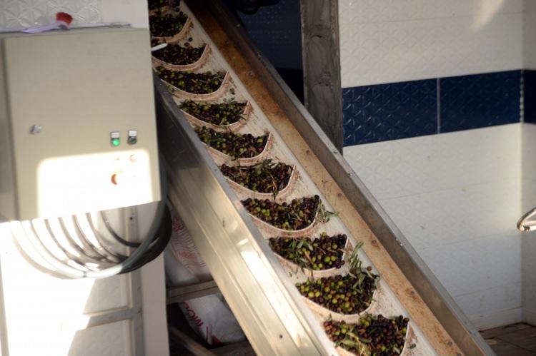 <p>"Bu sene yaklaşık 50 bin ton rekolte beklentimiz var bunun yaklaşık 40 bin tonu yağlık, 10 bin tonu da sofralık olarak tüketiliyor. Bu sene 3 kilo tane zeytinden bir kilo zeytinyağı bekliyoruz. Şu anda fiyatlar 14-16 liraya seyrediyor. Kilis yağlık çeşidiyle tat ve aroma bakımından Türkiye’de sayılı iller arasında diyebiliriz. Elde ettiğimiz zeytinyağının Türkiye'nin her tarafına satışı yapılıyor. Bunun yanında geçen yıl ABD ve Katar'a 50’şer ton, Bosna Hersek’e ise 1 ton ihracatımız oldu."</p>
