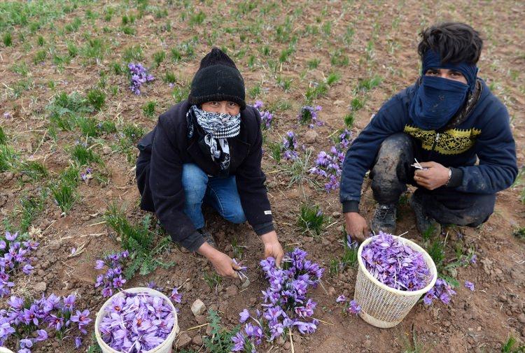 <p>Mayıstan eylüle kadar ekim ve bakım süreci devam eden safranın hasat zamanı da ekim ayının sonlarına doğru başlıyor. Yaz aylarında toprağa ekilen safran soğanları sonbahara doğru filizleniyor ve kışa doğru da çiçek açıyor. Safranın ekildiği tarlalar iki sene sonra mahsul vermeye başlıyor ve 6-7 yıldan sonra ekim yerinin değiştirilmesi gerekiyor. Bir hektarlık alandan sadece 4 kilo safran elde edilebiliyor. </p>
