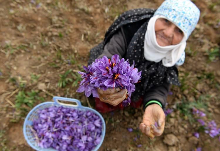 <p>Yiyecek, içecek, ilaç, koku, tekstil ve daha birçok alanda kullanılan safranın dünyada yaklaşık yüzde 95'inin üretildiği yer olan İran'da, çiftçiler için artık mahsul toplama zamanı.</p>
