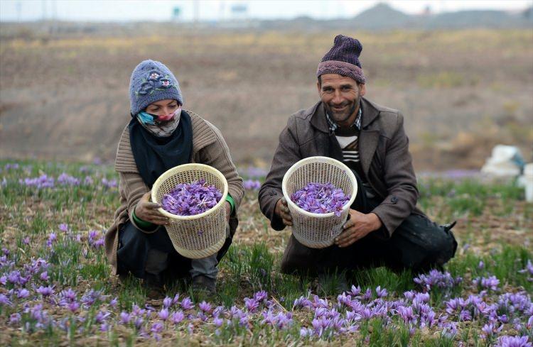 <p>ABD, Çin, Hindistan, Güney Kore'nin yanı sıra Arap ve Avrupa ülkelerine de safran ihraç ettiklerini ve 15 milyar dolarlık bu pazarı değerlendirmeye çalıştıklarını dile getiren Rüstemi: "Dünyadaki safranın yüzde 95'i İran'da üretiliyor ve ne yazık ki bu baharatın yan ürünlerini üretecek teknolojik altyapıya sahip değiliz."</p>

<p> </p>
