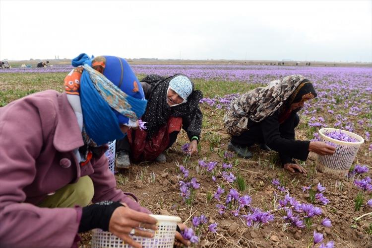 <p>Safran soğanlarını her sene ayrı bir tarlaya ektiklerini ve ikinci yıldan itibaren soğanların çiçek açmaya başladığını belirten Mehramiz,  "Safran işinin zorluğu, toplama ve işlemede. Çünkü bu, makinelerle toplanamıyor. Tüm işlemlerin el ile yapılması gerekiyor. 8 hektarlık ekim alanında günde 100 işçi safran çiçeklerini topluyor. 5-6 işçi de sürekli olarak suluyor." şeklinde konuştu. </p>
