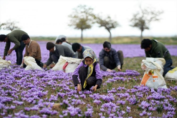 <p>Sahip olduğu iklim şartları sayesinde en kaliteli safranın Türbet Haydariye'de çıktığını vurgulayan Mehramiz,  "Safran başka yerlerde de ekildi fakat buradaki verim alınamadı. İran safranının kalitesi hiçbir yerde yok." dedi. </p>
