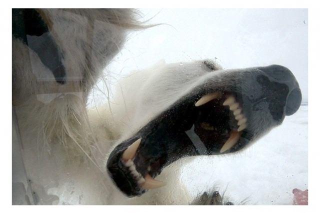 <p>40 yaşındaki vahşi yaşam düşkünü 20 yaşından beri bu işi yapıyor. </p>

<p> </p>
