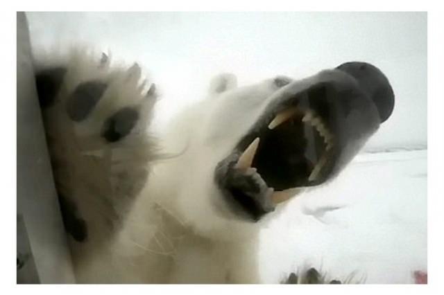 <p>Buchanan, kutup ayısının saldırısıyla ilgili ise `beni kesinlikle öğle yemeği yapmak istiyordu` şeklinde konuşuyor.</p>

<p> </p>
