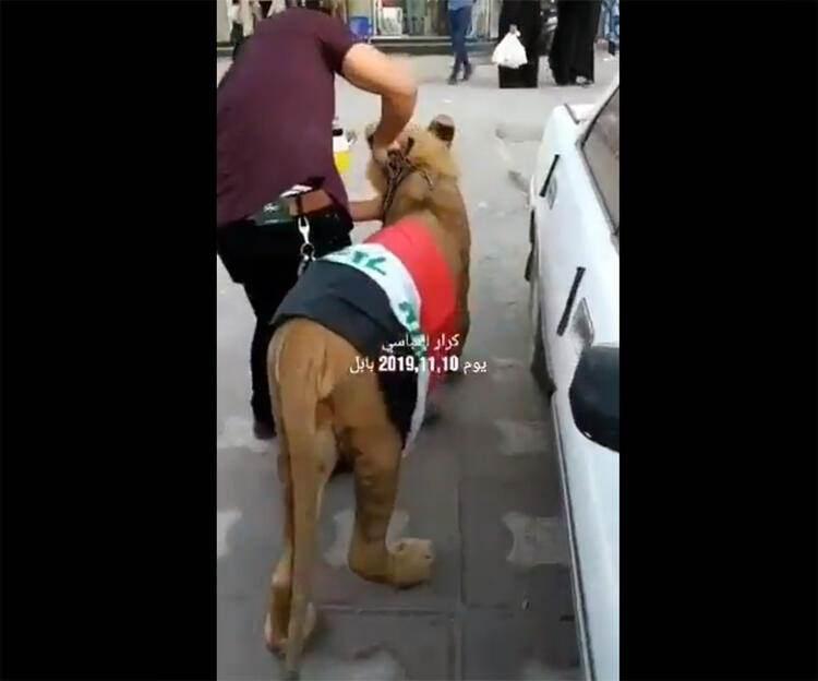<p>Polisin göstericilere müdahale etmek için köpekler getirdiği söylentileri Babil kentinde yayıldı. Bağdat'ın güneyindeki şehir sakinleri, akşamüstü akıllara durgunluk veren bir görüntüyle karşılaştı.</p>
<p> </p>
