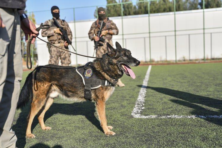 <p>Yaklaşık 7 yıldır Gaziantep İl Emniyet Müdürlüğü bünyesinde yer alan ve sorumlu polis memuru İsmail Çelik'in "Evladım" diye nitelendirdiği "Timsah", görev süresini tamamladı.</p>

