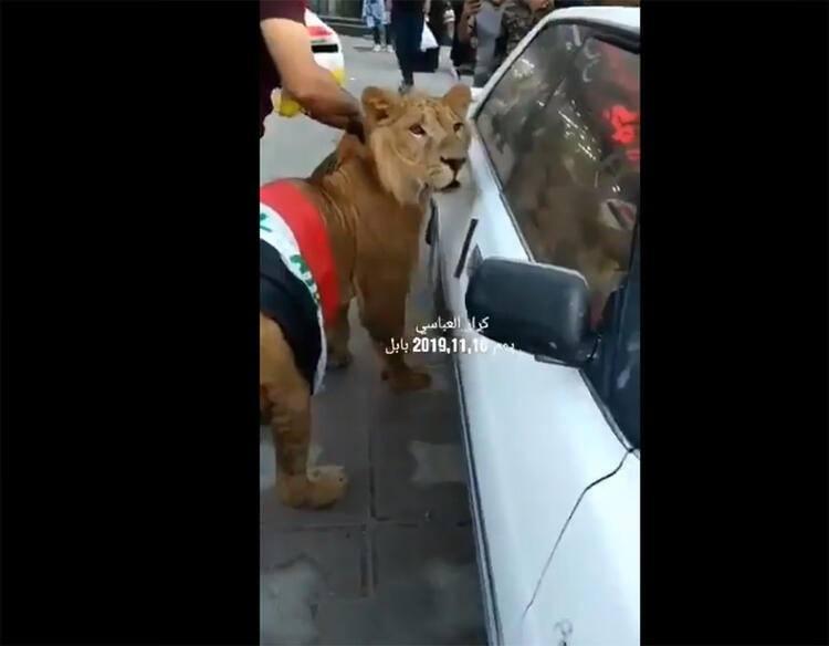 <p>Bir protestocu, kamyona yüklediği aslanla kent meydanında belirdi. Aslanın sahibi, kamyondan indirilen hayvanı polise tepki olarak meydana getirdiğini söyledi.</p>
<p> </p>