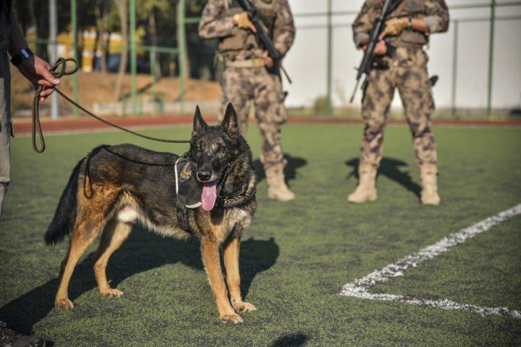 <p>Katıldığı her operasyonda ekiplere yol gösterme anlamında ciddi katkıda bulunan "Timsah", başarı dolu karnesiyle meslek yaşantısını geride bıraktı.</p>