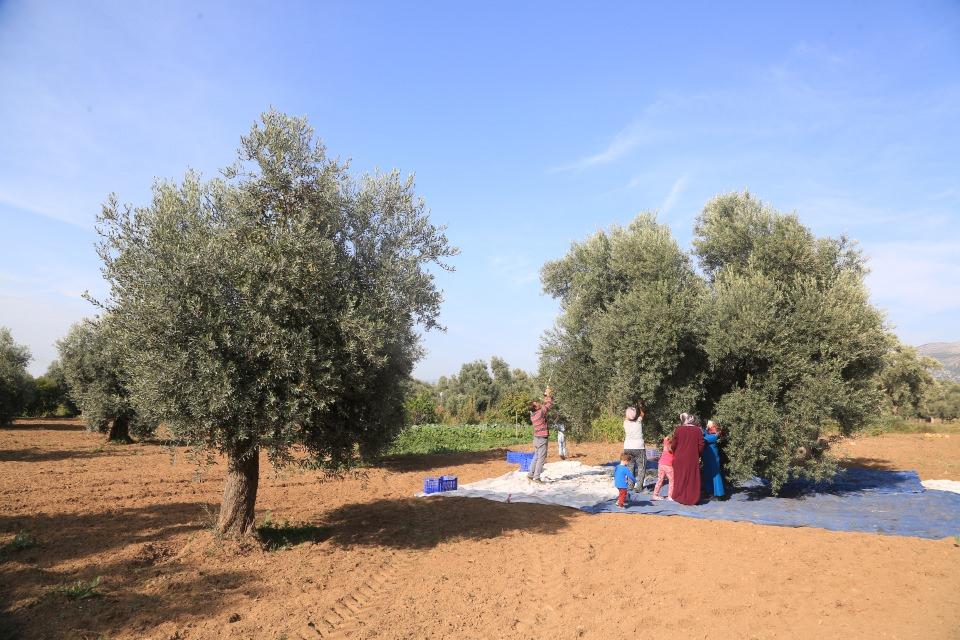 <p>Bu yıl yağlık ve sofra zeytinleri çok kaliteli. Bu nedenle son yıllarda daha da talep edilen bir ürün haline geldi.</p>