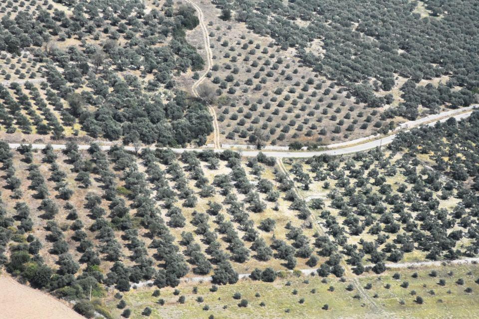 <p>Zeytinler, elle veya silkme yöntemiyle toplanıyor, türlerine göre ayrılıyor. İşleme tesislerine götürülen ve işçilerce "huni" adı verilen çukura dökülen zeytinler, makine sistemiyle yapraklarından temizleniyor, yıkanıyor ve kırıcıda ezilip kırılıyor. </p>