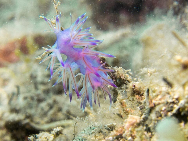 <p>Pro Diver Ayvalık Dalış Okulu hocalarından Kubilay Kılıç ise Ayvalık’ın renkli bitki ve hayvan popilasyonu ile özellikle sualtı fotoğrafçılarının büyük ilgisini çektiğini, berrak suları ve renkli su altı dünyası ile Türkiye’nin dışında yabancı ülkelerden de fotoğrafçıların bölgeye geldiğini söyledi.</p>

<p> </p>
