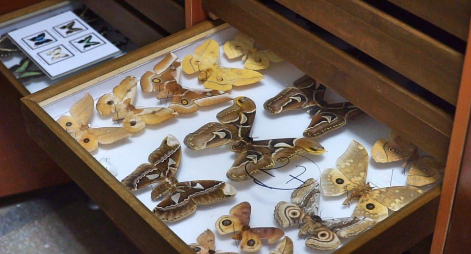 <p>Türkiye'nin dört bir yanından toplanarak özel yöntemlerle korunan böcekler, 1937'den bu yana İstanbul Üniversitesi-Cerrahpaşa Orman Fakültesi'nde bulunan "Böcek Müzesi"nde sergileniyor.</p>

<p> </p>
