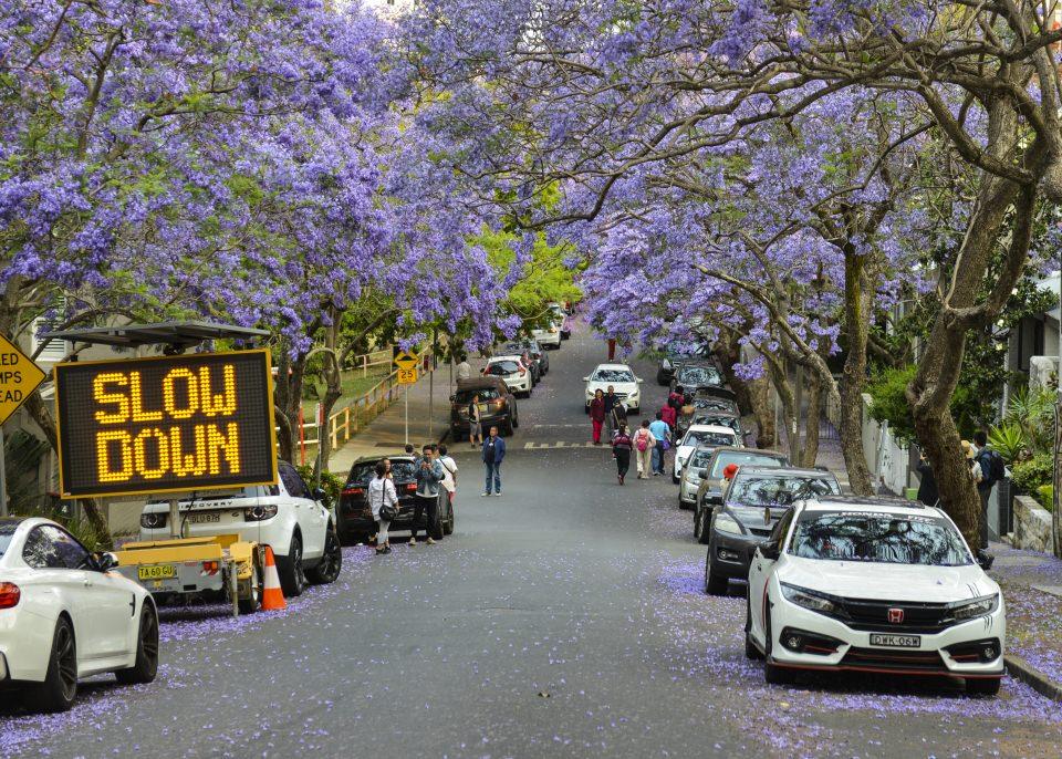 <p>Avustralya’nın Sydney kentindeki park ve sokaklarda mor renkli çiçekleri ve yaydığı hoş kokusuyla dikkati çeken jakaranda ağaçları kenti ziyaret eden turistlerin ilgi odağı oldu.</p>
