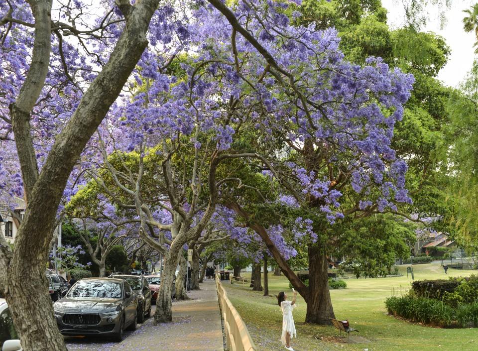 <p>Ekim ve kasım aylarında açtığı mor çiçekleriyle Avustralya genelindeki birçok kenti süsleyen ağaçlar, özellikle Sydney’in Kirribilli semtinde ziyaretçi akınına uğrayan McDougall Sokağı'na ayrı bir güzellik katıyor.</p>

<p> </p>
