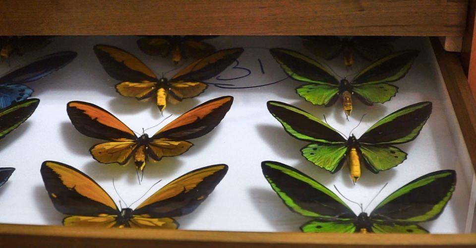 <p>Doğa Koruma ve Milli Parklar Genel Müdürlüğünden gerekli izinleri alarak böcekleri toplayan Hızal, ekibiyle birlikte elde ettiği böcek örneklerini, laboratuvarda uygun koşullarda inceliyor ve biyolojik müze materyalleri haline getiriyor.</p>

<p> </p>
