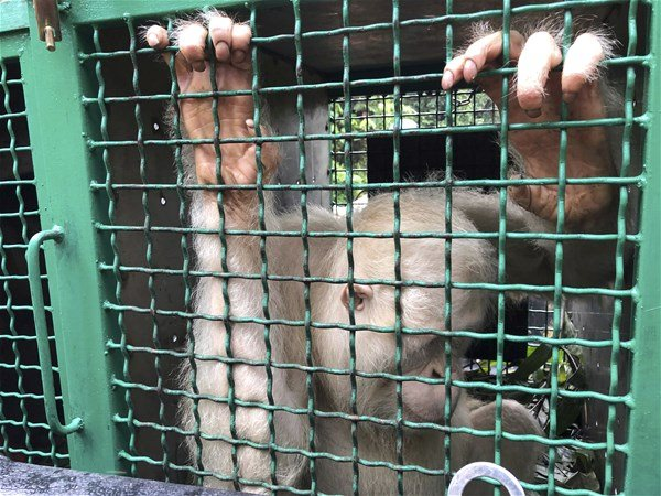 <p>Yaklaşık 1 yıl önce Endonezya'da bulunan, kayıtlara geçen ilk albino orangutan yapılan tedavilerinin ardından doğaya serbest bırakıldı.</p>

<p> </p>
