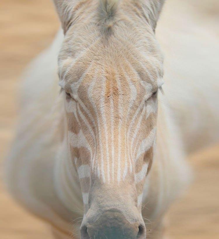 <p>Albino hayvan beslemek Batı dünyasında son trend. Albino kedi, köpekler bile normalin iki üç misli pahalı.</p>
