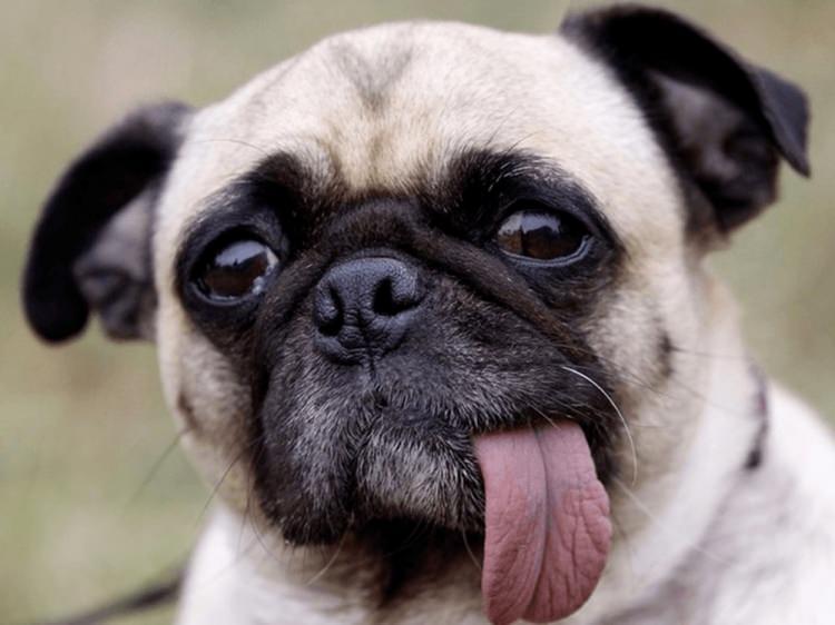 <p><strong>KÖPEKLER NEDEN İNSANIN EN İYİ DOSTU?</strong></p>

<p>ABD Bilim Akademisi'nin yayın organı PNAS tarafından yapılan araştırma köpeklerin neden pek çok insana sevimli geldiğini ortaya koydu.</p>

